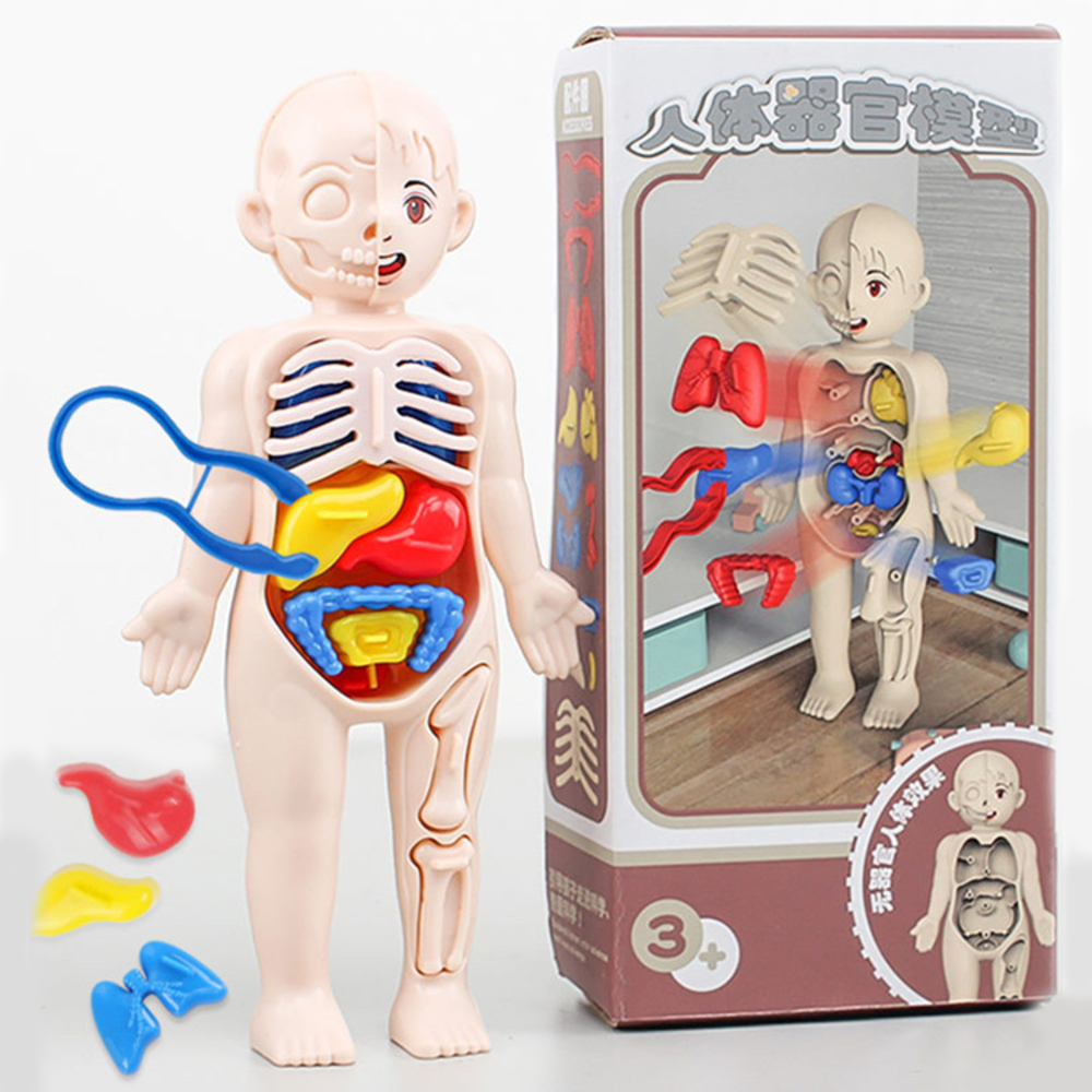 人体模型 内臓パズル 器官 ないぞう ミニ おもちゃ 知育玩具 お医者さん ごっこ遊び 理科 キッズ 子ども プレゼント ギフト 