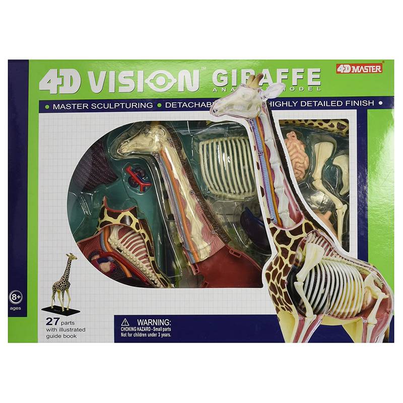 動物解剖モデル キリン 立体パズル 知育教材 学習用 骨格 内臓 観察用 展示用フィギュア  インテリアディスプレイ